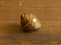 Höganäs Keramik Shell Object Brown S / John Andersson|SWEDEN