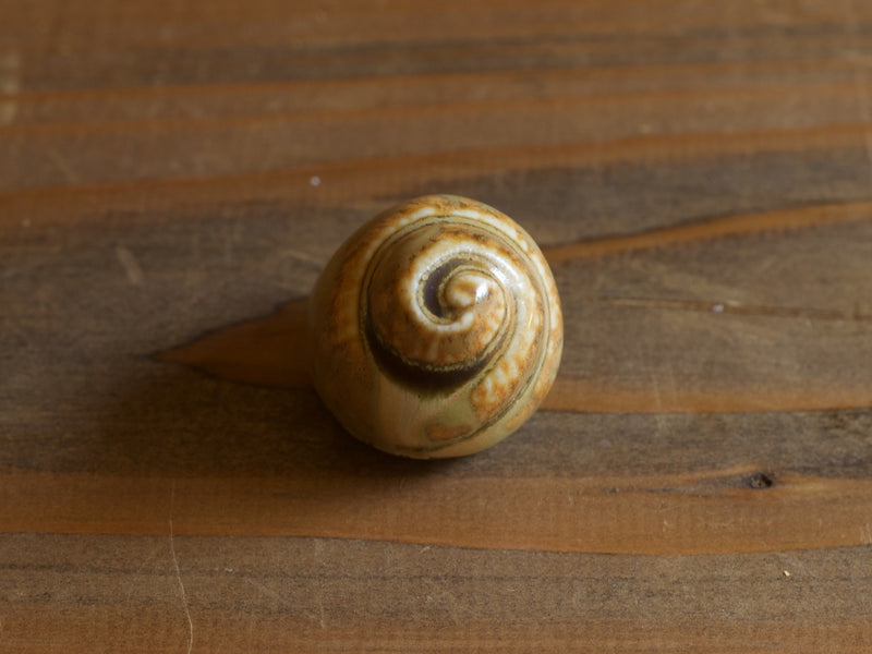 Höganäs Keramik Shell Object Beige S / John Andersson｜SWEDEN
